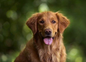 STJ restabelece convivência compartilhada de cachorro com ex-casal